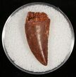 Serrated Raptor Tooth From Morocco - #10785-1